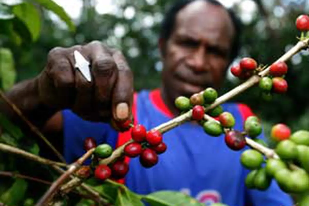 Kopi Papua