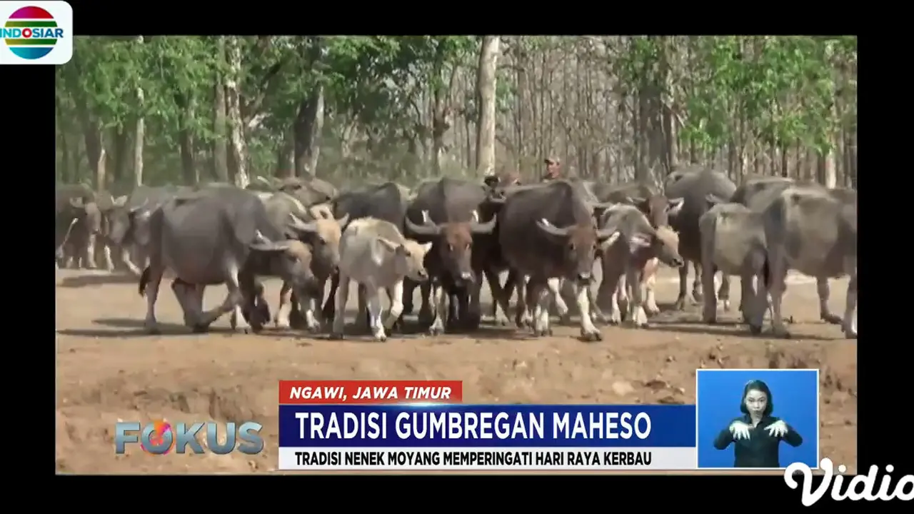 Lihat Tradisi Perayaan Ulang Tahun 700 Kerbau Ternak. sumberfoto: Indosiar