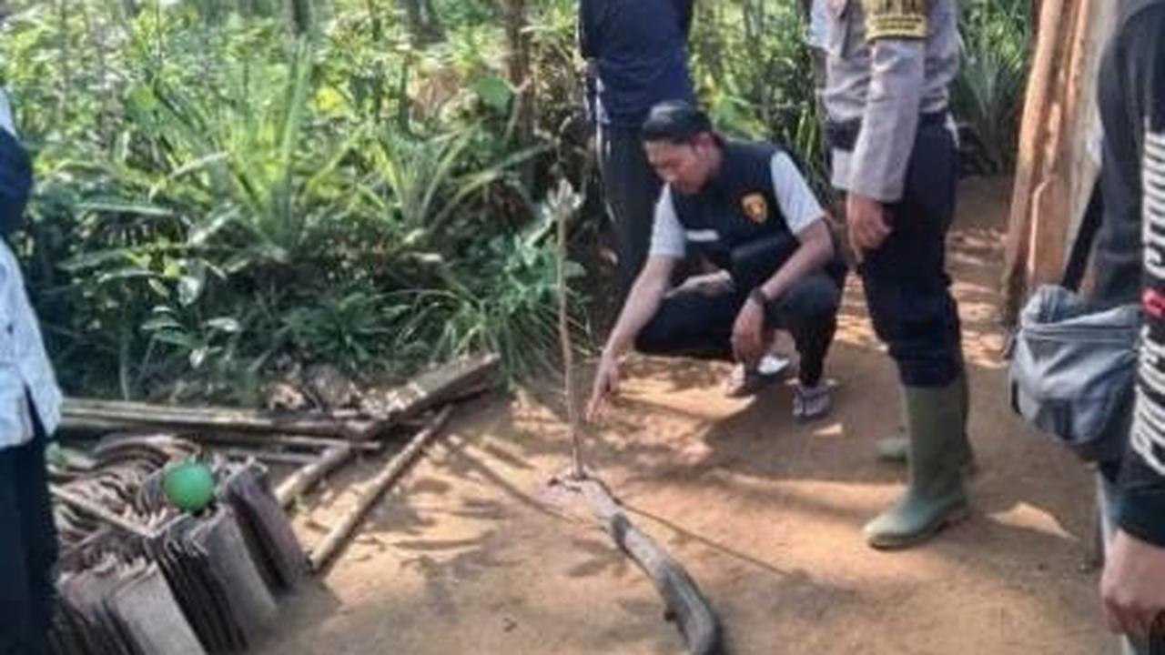 Duel warga Sukabumi dengan king cobra