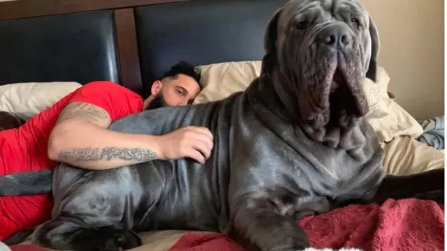 Menggemaskan tapi Bikin Melongo, 10 Anjing Ini Lebih Besar dari Tuannya