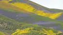 Hamparan bunga warna-warni di Bukit Tremblor Range, California, AS, Kamis (6/4). Penduduk setempat menamakannya fenomena 'Super Bloom' karena banyaknya jumlah bunga yang mekar. (AFP Photo/ Robyn Beck)