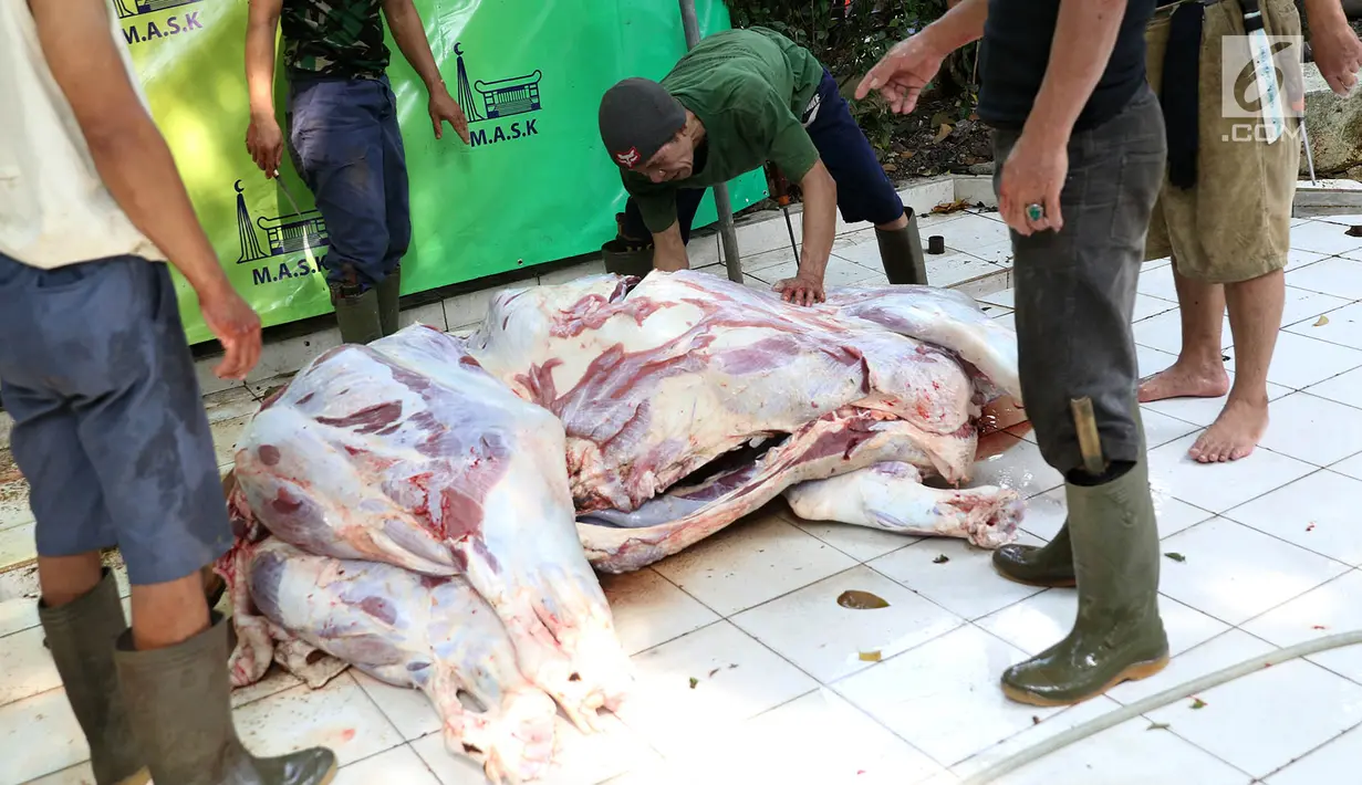 Petugas mengolah daging hewan kurban yang sudah dipotong di Masjid Sunda Kelapa, Jakarta, Jumat (1/9). Daging tersebut akan dibawgikan kepada yayasan dan warga. (Liputan6.com/Immanuel Antonius)