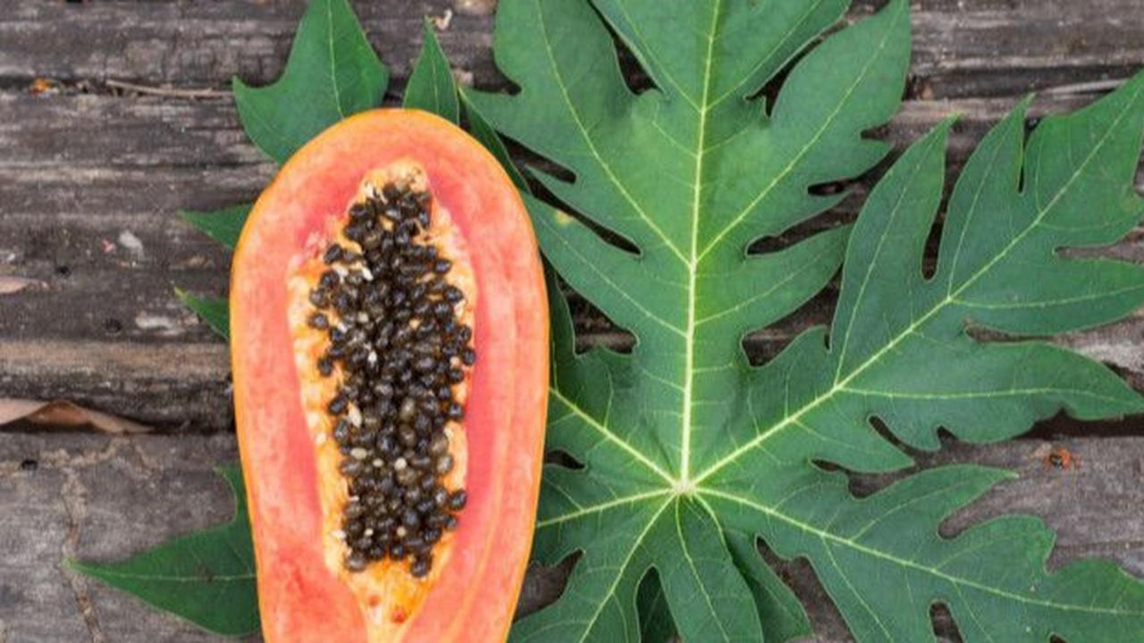 Ternyata Pepaya Bisa Jadi Obat Berbagai Penyakit, Ketahui Manfaat Kesehatannya dari Akar hingga Buahnya
