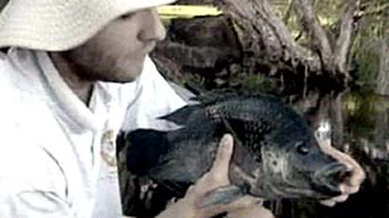 080405aLnIkanTilapia.jpg