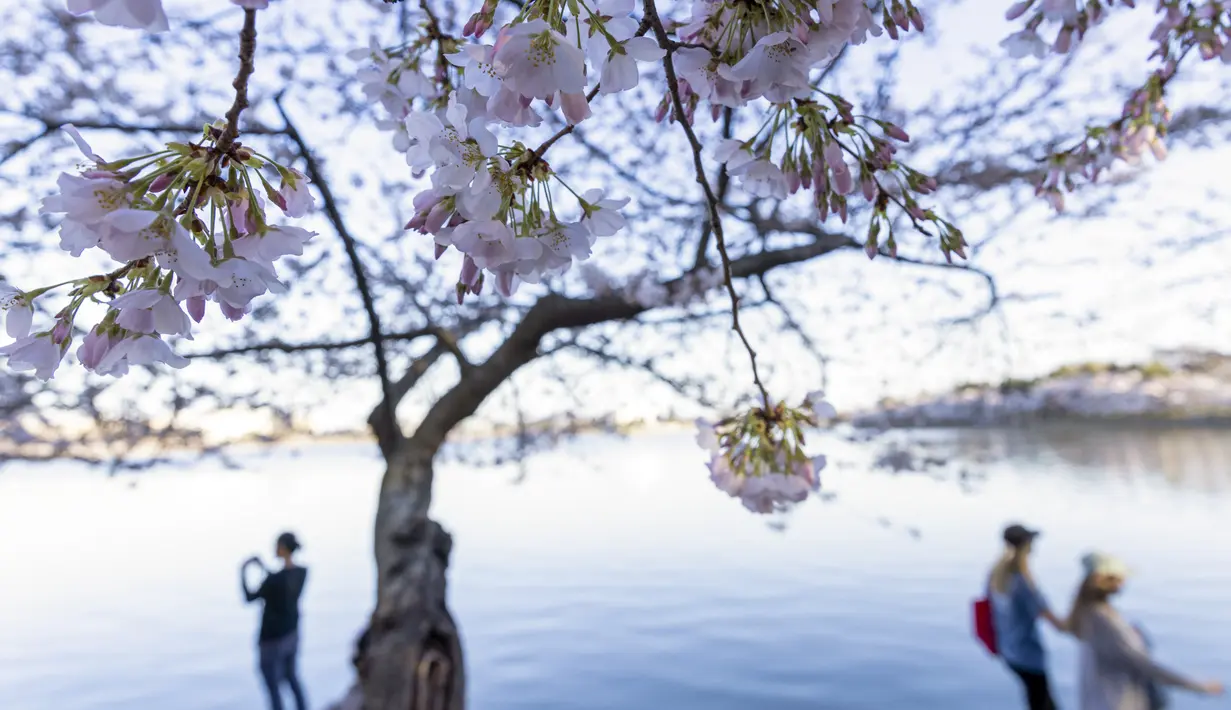 Pengunjung berkumpul di Tidal Basin untuk melihat bunga sakura di Washington, DC., 21 Maret 2022. National Park Service mengumumkan hari ini melalui Twitter bahwa bunga sakura Washington telah mencapai puncak mekarnya. (TASOS KATOPODIS/Getty Images via AFP)