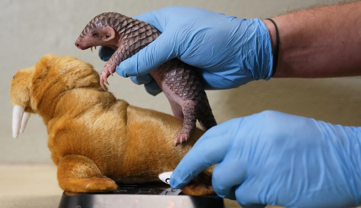 Petugas menimbang seekor bayi trenggiling dari China di Kebun Binatang Praha, Republik Ceko, Kamis (23/2/2023). Bayi trenggiling betina yang lahir di kebun binatang Praha pada 2 Februari 2023 lalu, sebagai kelahiran pertama hewan yang terancam punah di benua Eropa, dan baik-baik saja, kata taman itu. (AP Photo/Petr David Josek)