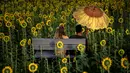 Sepasang pengunjung duduk di antara bunga matahari di ladang bunga Nokesville, Virginia pada Kamis (22/8/2019). Disana, bunga matahari dengan kembang berwarna kuningnya nan cantik terhampar di ladang luas. (Photo by Brendan Smialowski / AFP)