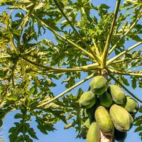 Ternyata daun pepaya gak cuma enak buat lalapan doang, lho. Tumbuhan itu punya segudang manfaat kesehatan yang cakep.
