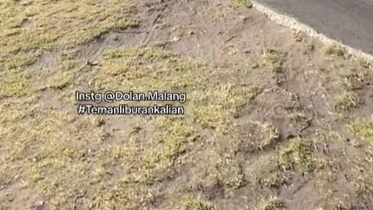 Mulai Menghijau dan Bersemi Kembali, Begini Kondisi Terbaru Savana Bromo Usai Kebakaran