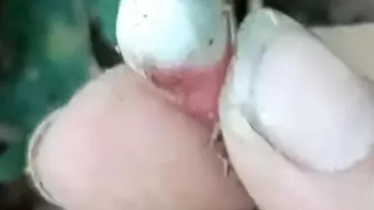 Buah Marasi yang bisa manipulasi rasa.