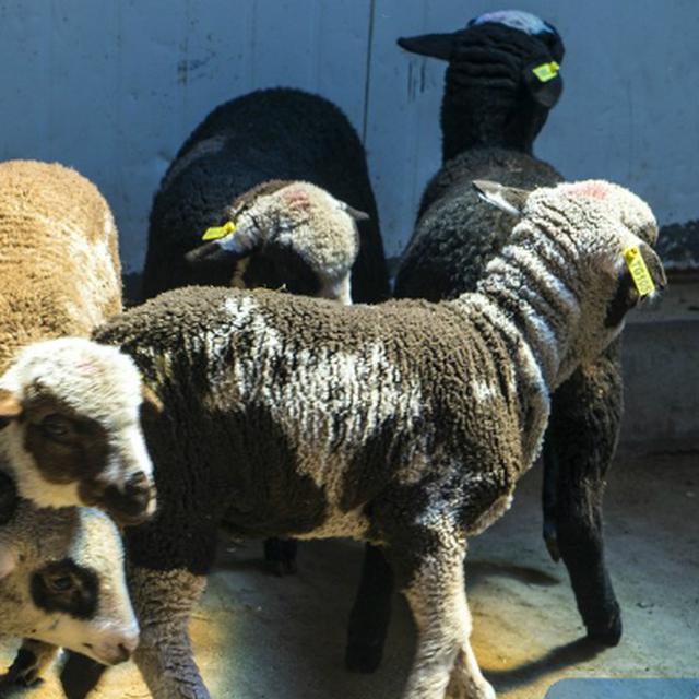8400 Gambar Hewan Domba Hitam  Putih HD Terbaik Gambar Hewan