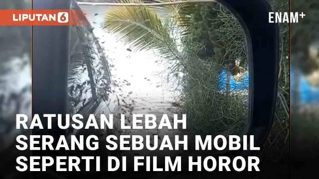 Aksi ratusan lebah serang sebuah mobil yang berada di pinggir jalan mengundang perhatian