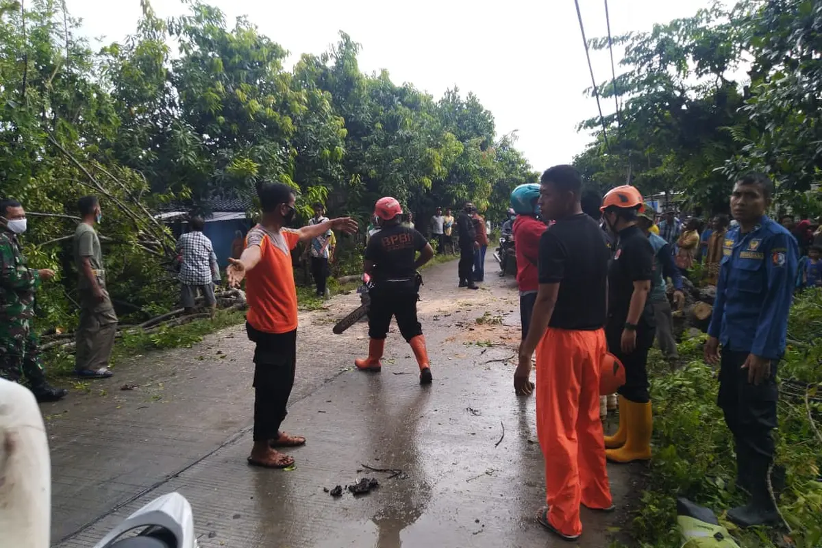 Pohon tumbang di Bojonegoro timpa dua pengendara motor hingga tewas. (Adirin/Liputan6.com)