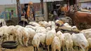 Seorang pedagang berdiri dekat domba jelang Hari Raya Idul Adha di pasar ternak di Sanaa, Yaman, Rabu (14/7/2021). Orang-orang membeli perbekalan untuk persiapan perayaan Idul Adha. (MOHAMMED HUWAIS/AFP)