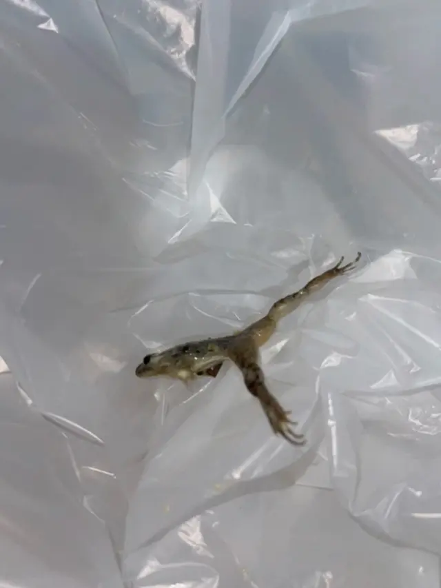 Bikin Gak Nafsu Makan, Wanita Ini Temukan Katak Mati di Dalam Tumisan Bayam