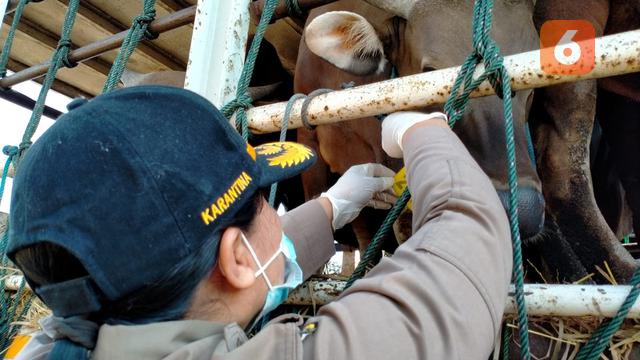 Sapi dari Bali Tanpa Lewati Daerah Wabah PMK