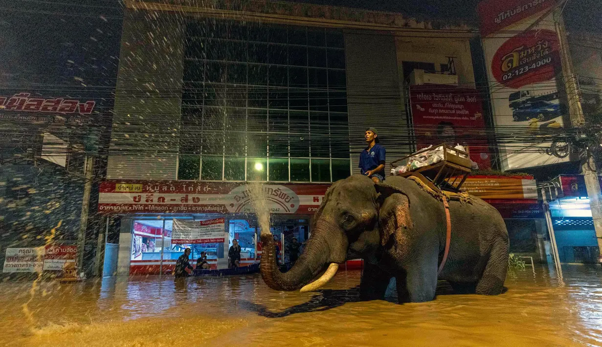 Sejumlah gajah diperbantukan dalam proses pemberian bantuan makanan kepada korban banjir di Provinsi Chiang Mai, Thailand. (AP Photo/Wason Wanichakorn)