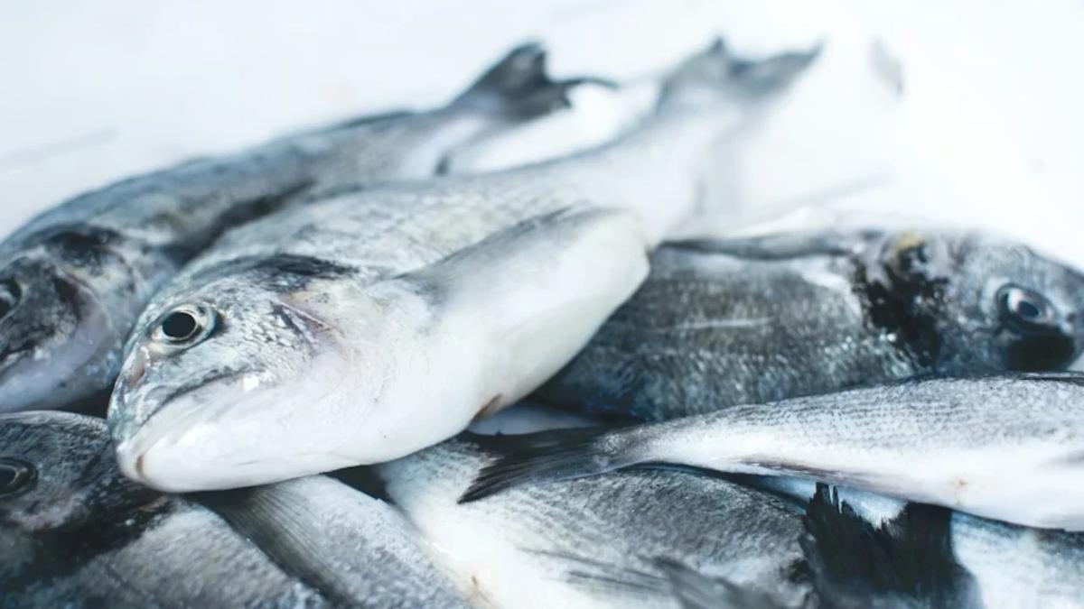 Ilustrasi Ikan Laut