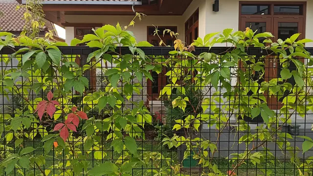 Tanaman Virginia Creeper/Gemini AI
