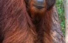Miris, Video Dua Ekor Orangutan Kurus Kering Melintasi Area Tambang Kutai Timur