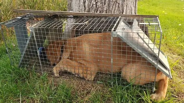 6 Potret Kocak Saat Anjing Bertingkah Konyol