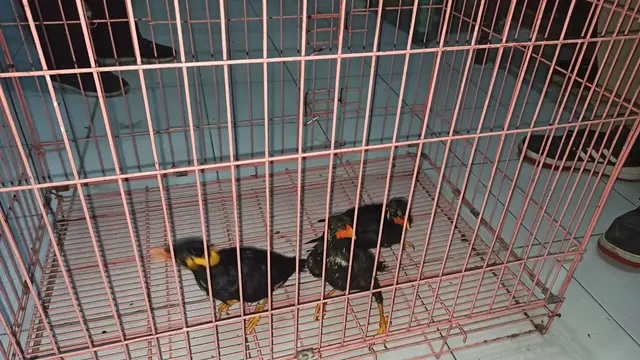 Beo Medan