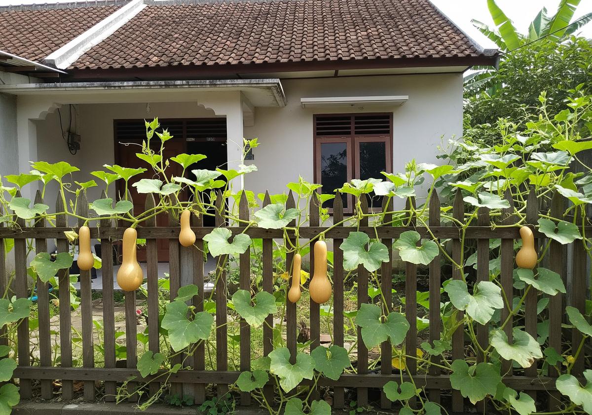 Jenis labu rambat yang cepat berbuah untuk menghijaukan pagar rumah model labu madu
