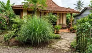 11 Tanaman Pengusir Ular, Aroma Khas Bantu Area Sekitar Rumah Lebih Aman