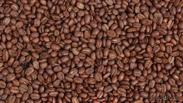 Biji kopi