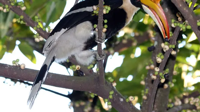 Hidup Burung Enggang Kian Terancam