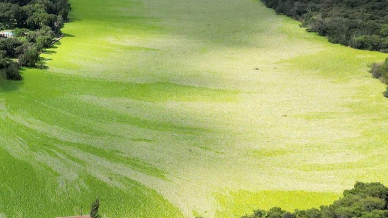 Perkembangan tumbuhan tersebut terbilang sangat cepat dan merusak kualitas air. Foto: REUTERS / Shiraaz Mohamed