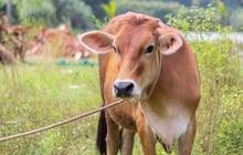 Satu Warga Gunungkidul Suspeks Antraks, Kini Dirawat di RS
