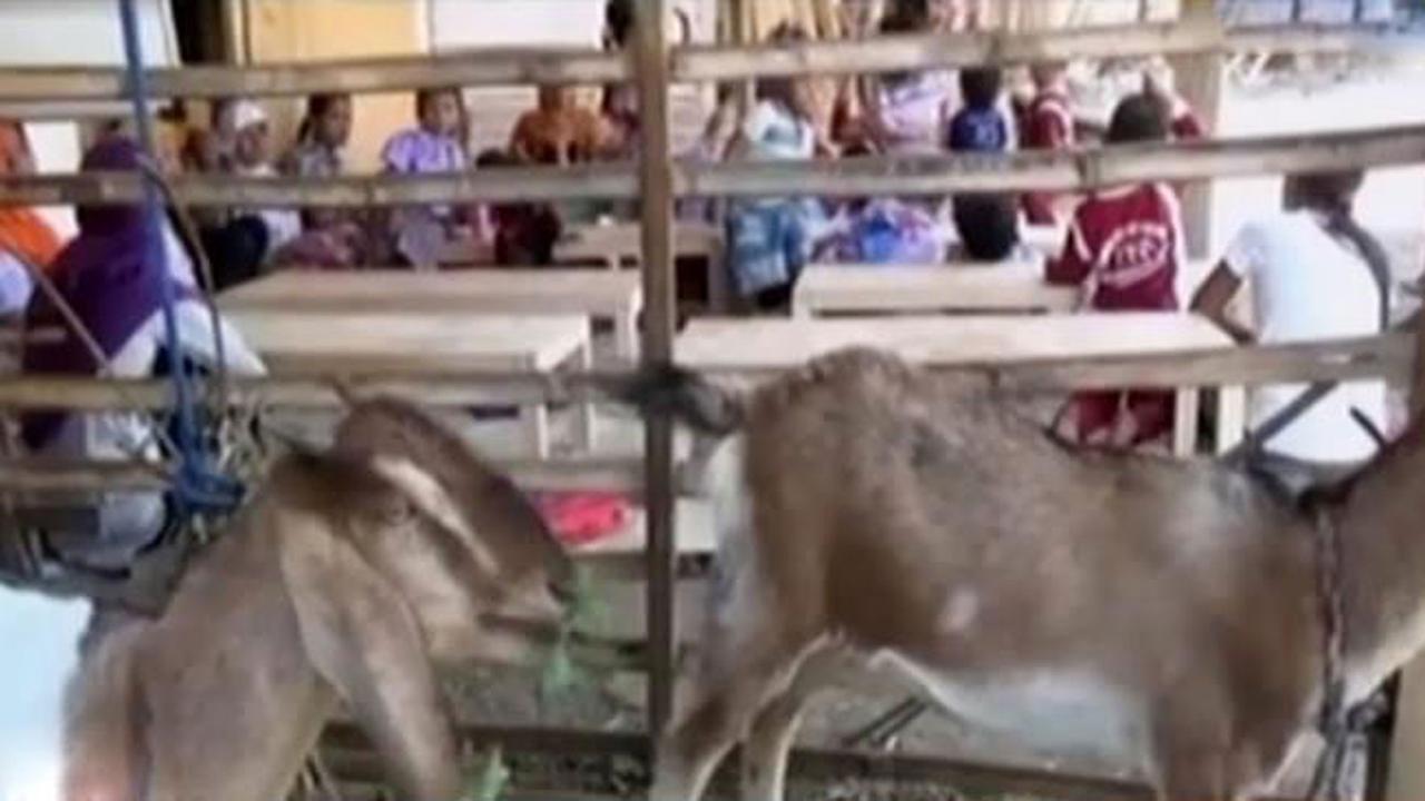 Segmen 4: Dampak Kemarau hingga Belajar di Kandang Kambing