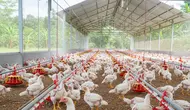 Strategi Ternak Ayam Broiler agar Bisa Panen 35 Hari, Tumbuh Optimal dan Efisien