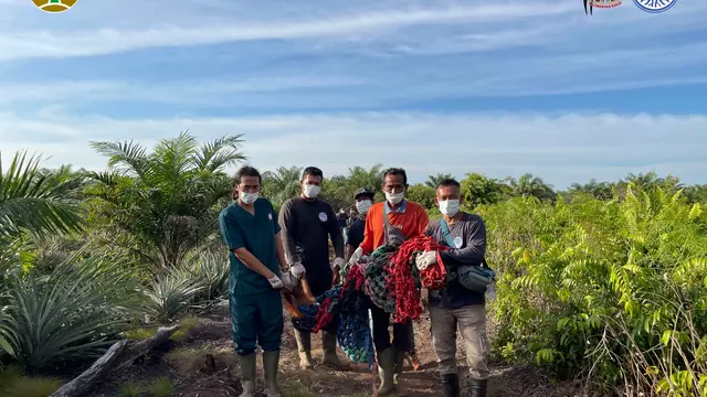 bayi orangutan kalimantan