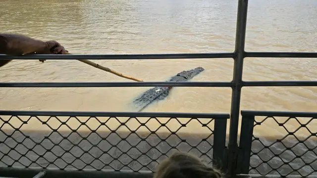 Sensasi Memberi Makan Buaya Liar dari Atas Kapal di Sungai Adelaide