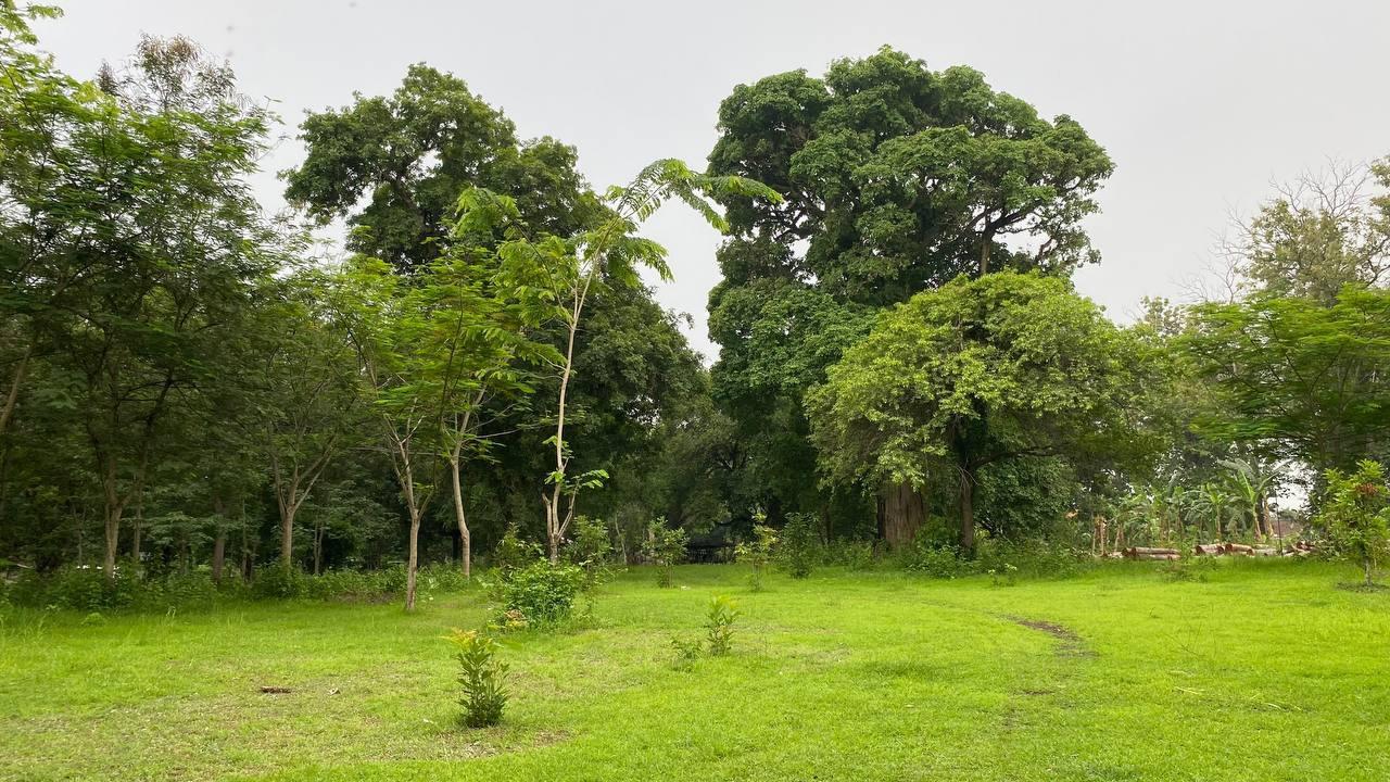 Pohon di area Kokobo Dander Forest Bojonegoro