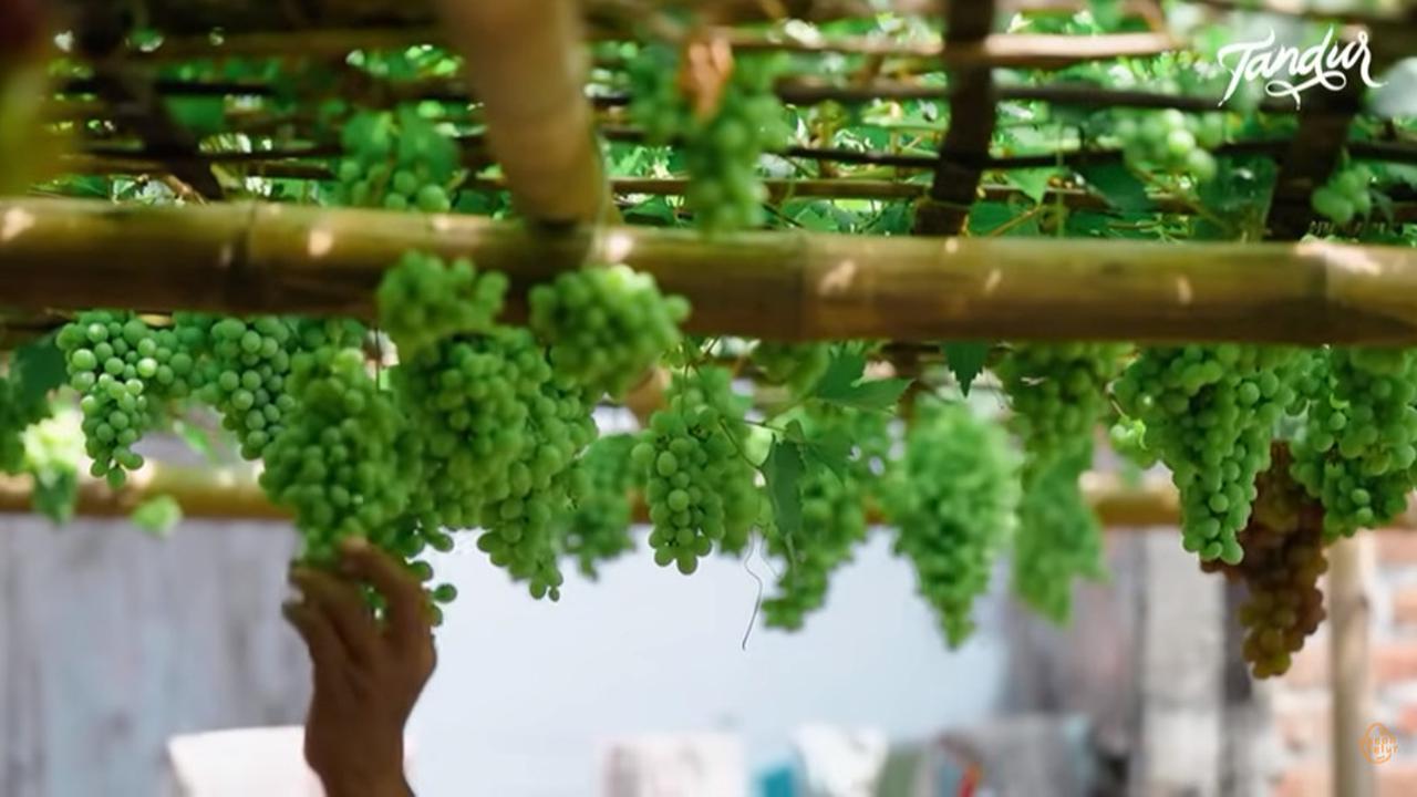 Ilustrasi kebun anggur