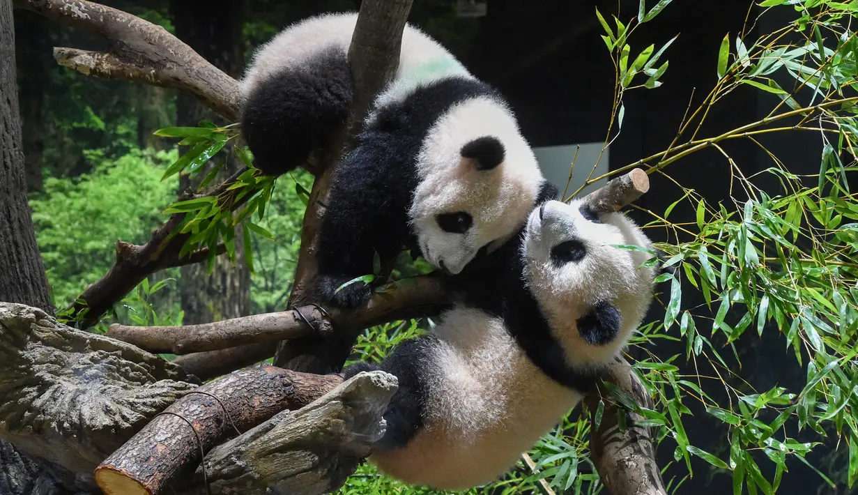 Panda kembar kelahiran Jepang Xiao Xiao (atas) dan Lei Lei, terlihat bersama di Kebun Binatang Ueno di Tokyo, Rabu (12/1/2022). Panda kembar raksasa yang lahir pada bulan Juni tahun lalu itu, sekarang memiliki berat masing-masing sekitar 13 hingga 14 kilogram. (Tokyo Zoological Park Society via AP)