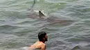 Seekor hiu berenang melewati perenang di Laut Mediterania di lepas pantai kota Hadera di utara Tel Aviv, Israel, Selasa (20/4/2021). Fenomena yang menjadi perhatian warga ini diduga akibat suhu air laut Mediterania berubah menjadi hangat. (JACK GUEZ/AFP)