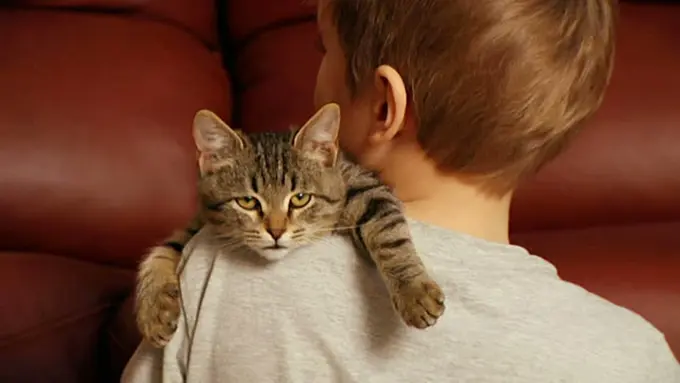Meski Bukan Pecinta Kucing, Kamu Bakal Terhibur Lihat Video Ini