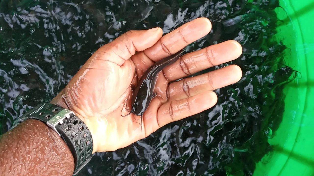 11 Metode Budidaya Ikan Lele di Halaman Sempit, Alternatif Protein Ekonomis untuk Keluarga