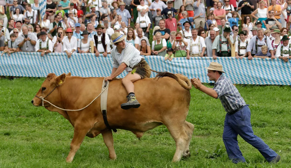 Seorang petani, Peter Ginter menaiki seekor sapi bernama Barti saat ikut ambil bagian dalam lomba balapan sapi tradisional di Desa Bavarian, dekat Danau Starnberg, Jerman, Minggu (28/8). (AP Photo/Matthias Schrader)