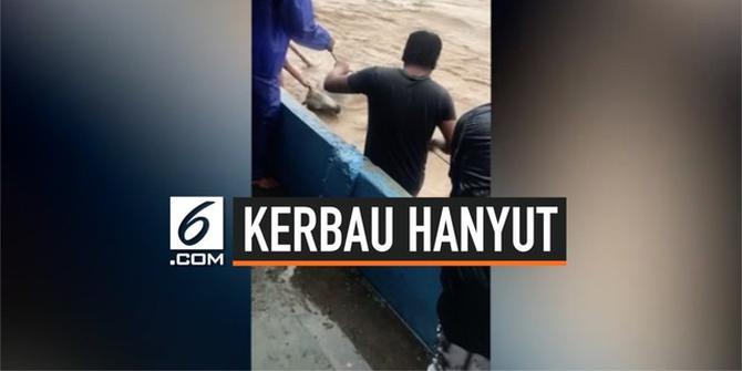 VIDEO: Dramatis, Penyelamatan Kerbau Terseret Banjir Bailu