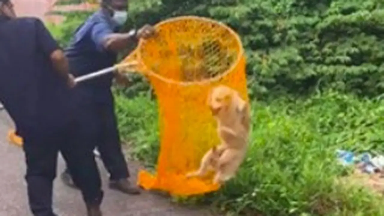 Cara petugas MBMB menangkap anjing