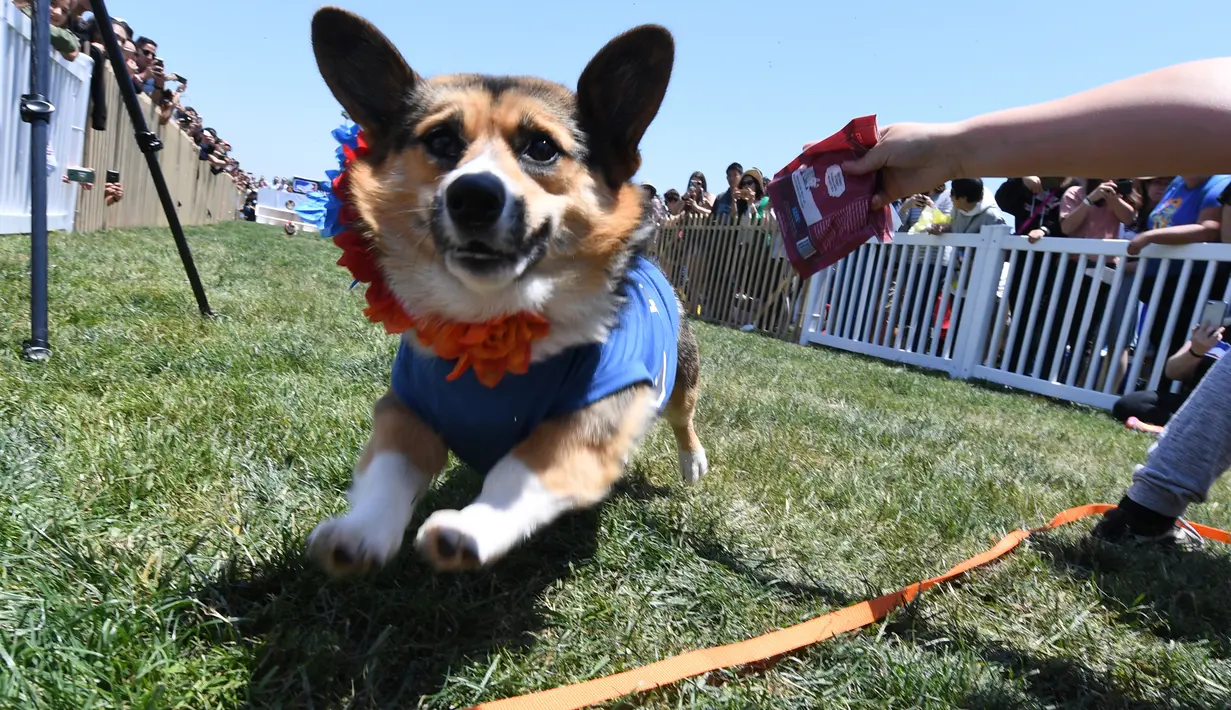 Seekor anjing Corgi melewati garis finis saat berlomba dalam kejuaraan "Corgi Nationals" California Selatan di Arena Balap Santa Anita di Arcadia pada 26 Mei 2019. Ratusan anjing corgi yang mengikuti kejuaraan ini memperebutkan gelar anjing tercepat. (Photo by Mark RALSTON / AFP)