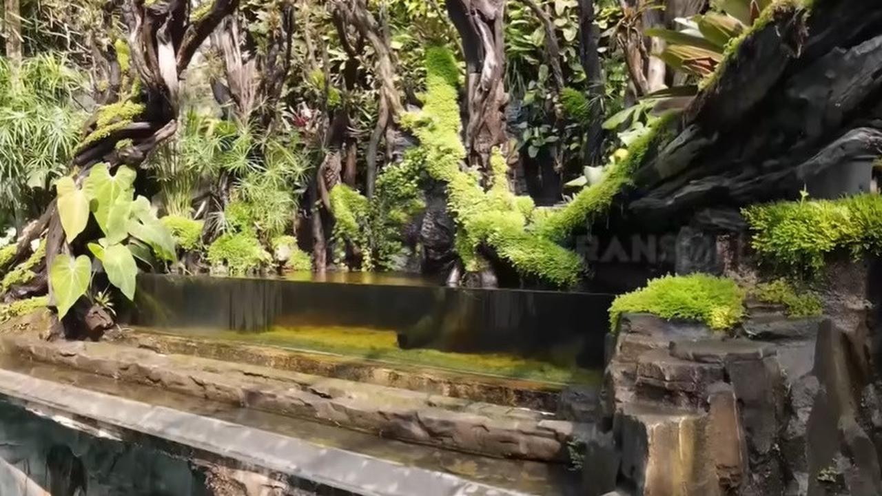 8 Potret Paludarium Raksasa di Rumah Denny Cagur yang Megah, Pemandangan Indah - Ditaksir Berharga Fantastis
