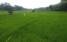 Ketika ⁠Sawah Jadi Sumber Energi Terbarukan, Kurangi Limbah dan Buka Lapangan Kerja