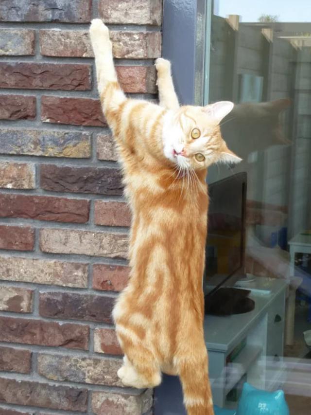 10 Potret Aksi Kucing Memanjat di Dinding Ini Malah Atraksi