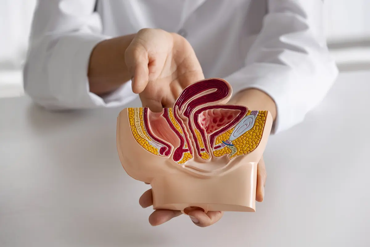 Ilustrasi organ manusia, organ ekskresi